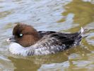 Barrow's Goldeneye (WWT Slimbridge 09/04/15) ©Nigel Key