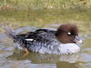 Barrow's Goldeneye (WWT Slimbridge 09/04/15) ©Nigel Key