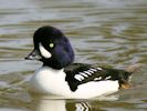 Barrow's Goldeneye (WWT Slimbridge April 2015) - pic by Nigel Key