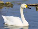 Bewick's Swan (WWT Slimbridge April 2015) - pic by Nigel Key