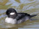 Bufflehead (WWT Slimbridge April 2015) - pic by Nigel Key