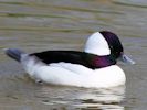 Bufflehead (WWT Slimbridge 09/04/15) ©Nigel Key