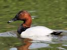 Canvasback (WWT Slimbridge 09/04/15) ©Nigel Key