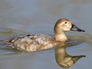 Canvasback (WWT Slimbridge 09/04/15) ©Nigel Key