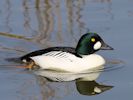 Goldeneye (WWT Slimbridge 09/04/15) ©Nigel Key