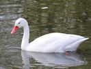 Coscoroba Swan (WWT Slimbridge 09/04/15) ©Nigel Key