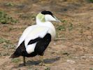 Eider (WWT Slimbridge 09/04/15) ©Nigel Key