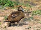 Eider (WWT Slimbridge 20) - pic by Nigel Key