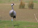 Eurasian Crane (WWT Slimbridge April 2015) - pic by Nigel Key