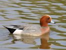 Eurasian Wigeon (WWT Slimbridge April 2015) - pic by Nigel Key