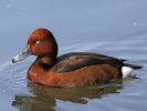 Ferruginous Duck (WWT Slimbridge April 2015) - pic by Nigel Key