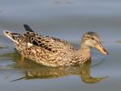 Gadwall (WWT Slimbridge 09/04/15) ©Nigel Key