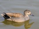 Gadwall (WWT Slimbridge 09/04/15) ©Nigel Key