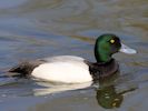 Greater Scaup (WWT Slimbridge 09/04/15) ©Nigel Key