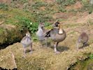 Hawaiian Goose (WWT Slimbridge 09/04/15) ©Nigel Key