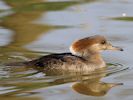 Hooded Merganser (WWT Slimbridge April 2015) - pic by Nigel Key