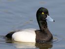 Lesser Scaup (WWT Slimbridge April 2015) - pic by Nigel Key