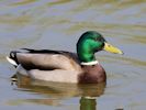 Mallard (WWT Slimbridge 09/04/15) ©Nigel Key