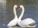 Mute Swan (WWT Slimbridge April 2015) - pic by Nigel Key