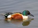 Northern Shoveler (WWT Slimbridge 09/04/15) ©Nigel Key