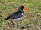 Oyster Catcher (WWT Slimbridge 09/04/15) ©Nigel Key