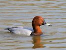 Pochard (WWT Slimbridge 09/04/15) ©Nigel Key