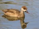 Red-Crested Pochard (WWT Slimbridge April 2015) - pic by Nigel Key