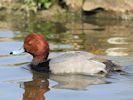 Redhead (WWT Slimbridge 09/04/15) ©Nigel Key