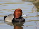 Redhead (WWT Slimbridge 09/04/15) ©Nigel Key