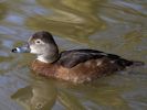 Ring-Necked Duck (WWT Slimbridge April 2015) - pic by Nigel Key