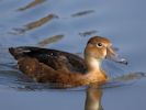 Rosybill (WWT Slimbridge April 2015) - pic by Nigel Key