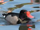 Rosybill (WWT Slimbridge 09/04/15) ©Nigel Key