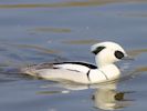 Smew (WWT Slimbridge April 2015) - pic by Nigel Key