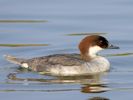 Smew (WWT Slimbridge 09/04/15) ©Nigel Key