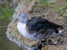 Comb Duck (WWT Slimbridge 09/04/15) ©Nigel Key