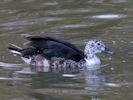 Comb Duck (WWT Slimbridge 09/04/15) ©Nigel Key