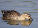 Spot-Billed Duck (WWT Slimbridge 09/04/15) ©Nigel Key