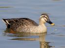 Chinese Spot-Billed Duck (WWT Slimbridge April 2015) - pic by Nigel Key