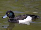 Tufted Duck (WWT Slimbridge 09/04/15) ©Nigel Key