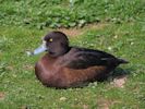 Tufted Duck (WWT Slimbridge April 2015) - pic by Nigel Key