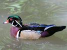 American Wood Duck (WWT Slimbridge May 2015) - pic by Nigel Key