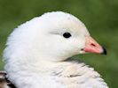 Andean Goose (WWT Slimbridge 23/05/15) ©Nigel Key