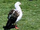 Andean Goose (WWT Slimbridge May 2015) - pic by Nigel Key