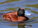 Argentinian Ruddy Duck (WWT Slimbridge May 2015) - pic by Nigel Key