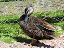 Australian Black Duck (WWT Slimbridge 23/05/15) ©Nigel Key