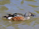 Australian Shoveler (WWT Slimbridge May 2015) - pic by Nigel Key