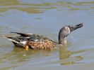 Australian Shoveler (WWT Slimbridge 23/05/15) ©Nigel Key