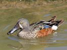 Australian Shoveler (WWT Slimbridge May 2015) - pic by Nigel Key