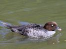 Barrow's Goldeneye (WWT Slimbridge 23/05/15) ©Nigel Key