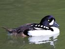 Barrow's Goldeneye (WWT Slimbridge 23/05/15) ©Nigel Key